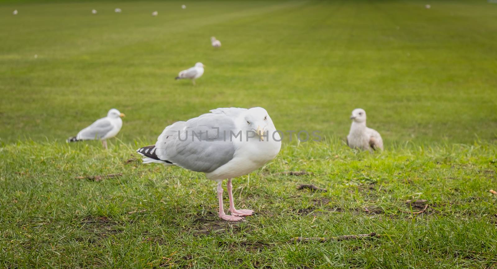 Gulls wandering on the lawn in Dublin, Irland in winter day