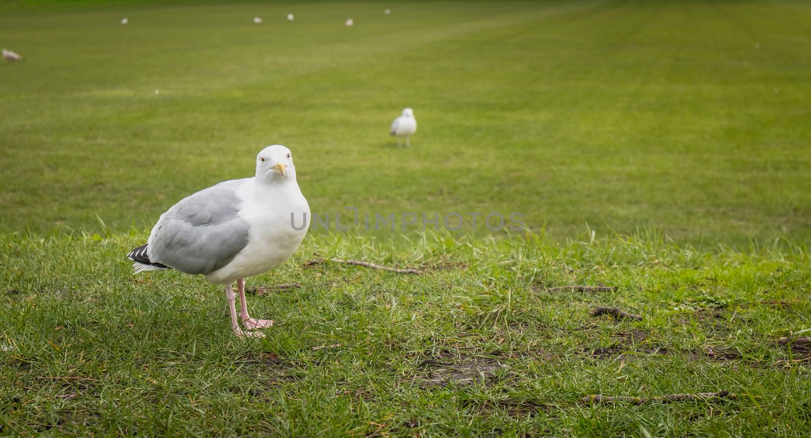 Gulls wandering on the lawn in Dublin, Irland in winter day