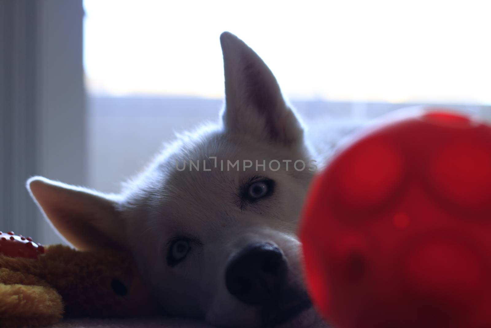 Siberian Husky Studio Portrait Shaking Head With Toy by mynewturtle1