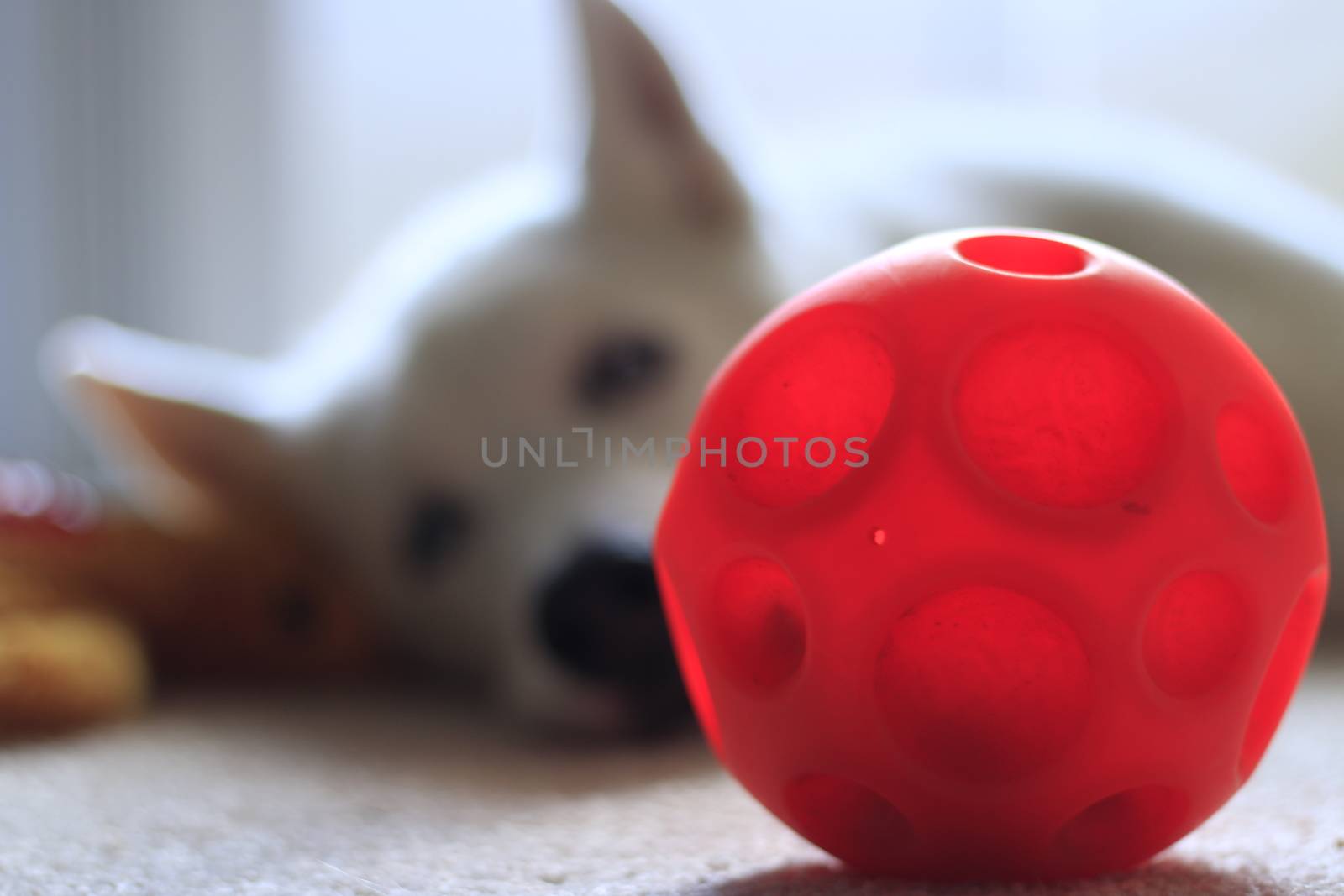 dog ball with selective focus on toy and dog in background