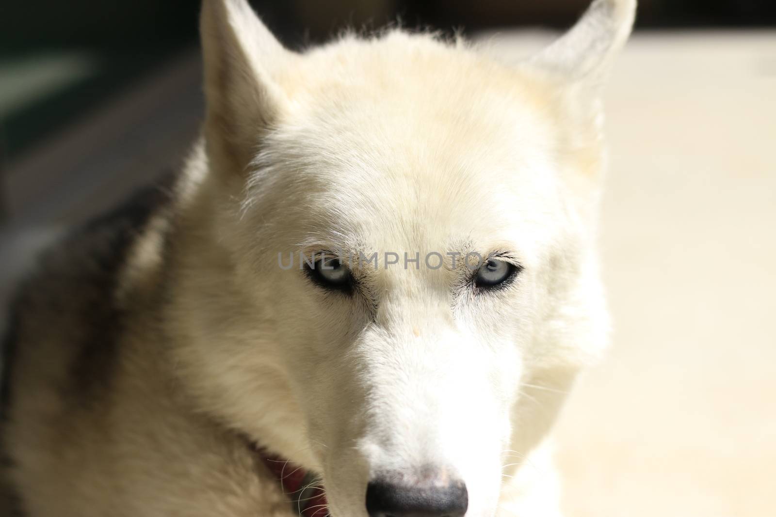 Close-Up Shot Of Husky Dog by mynewturtle1