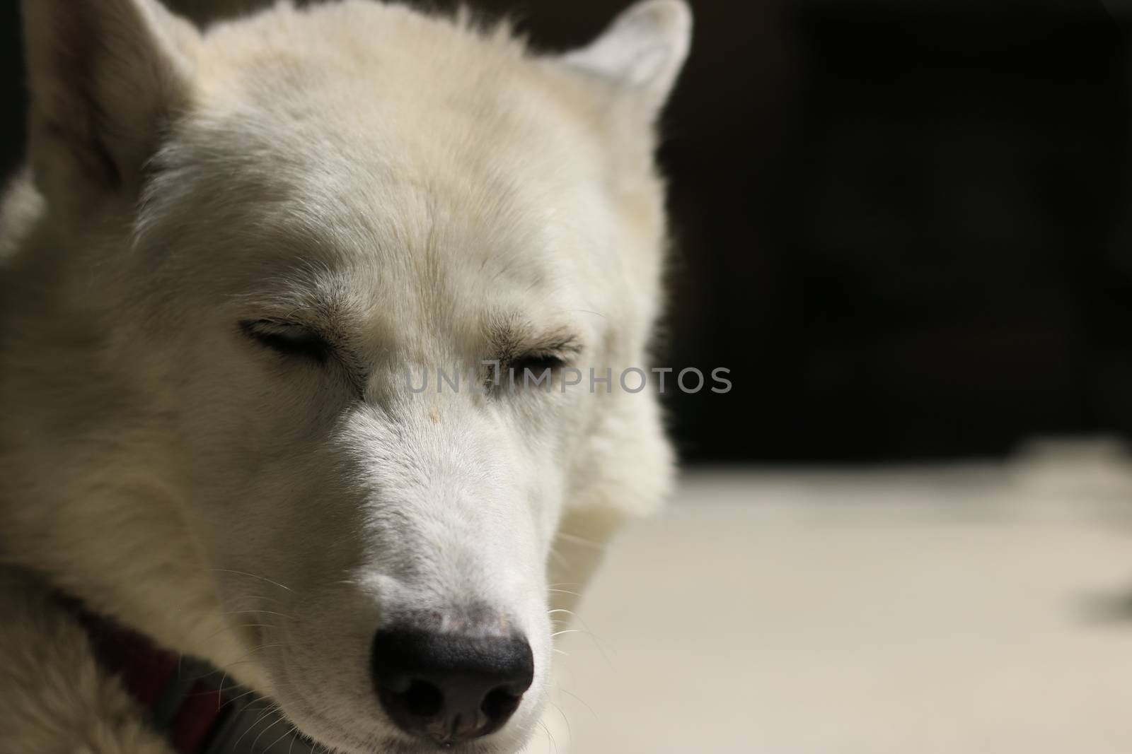 Close-Up Shot Of Husky Dog