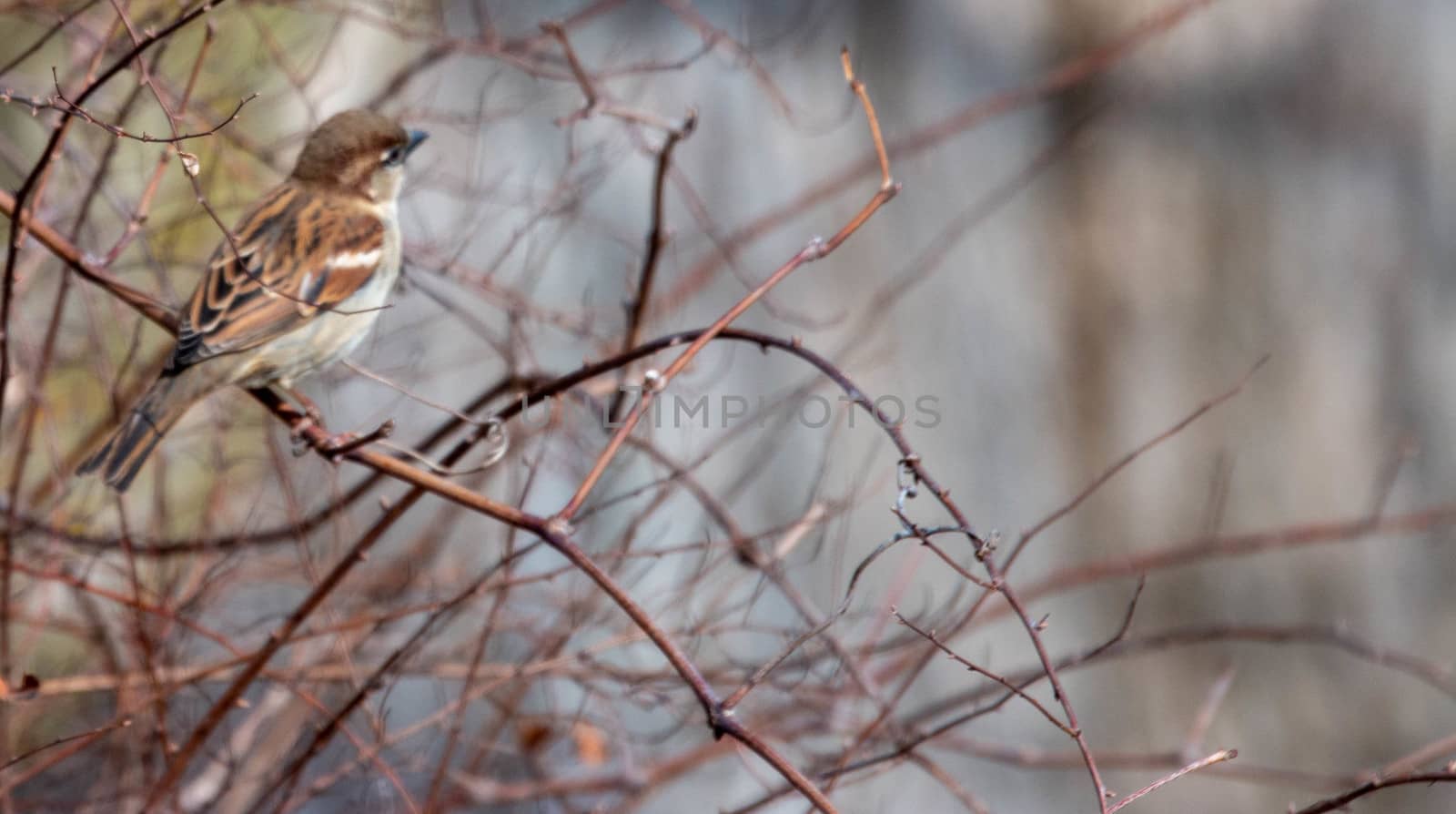 Tree sparrow isolated on white, passer montanus by mynewturtle1