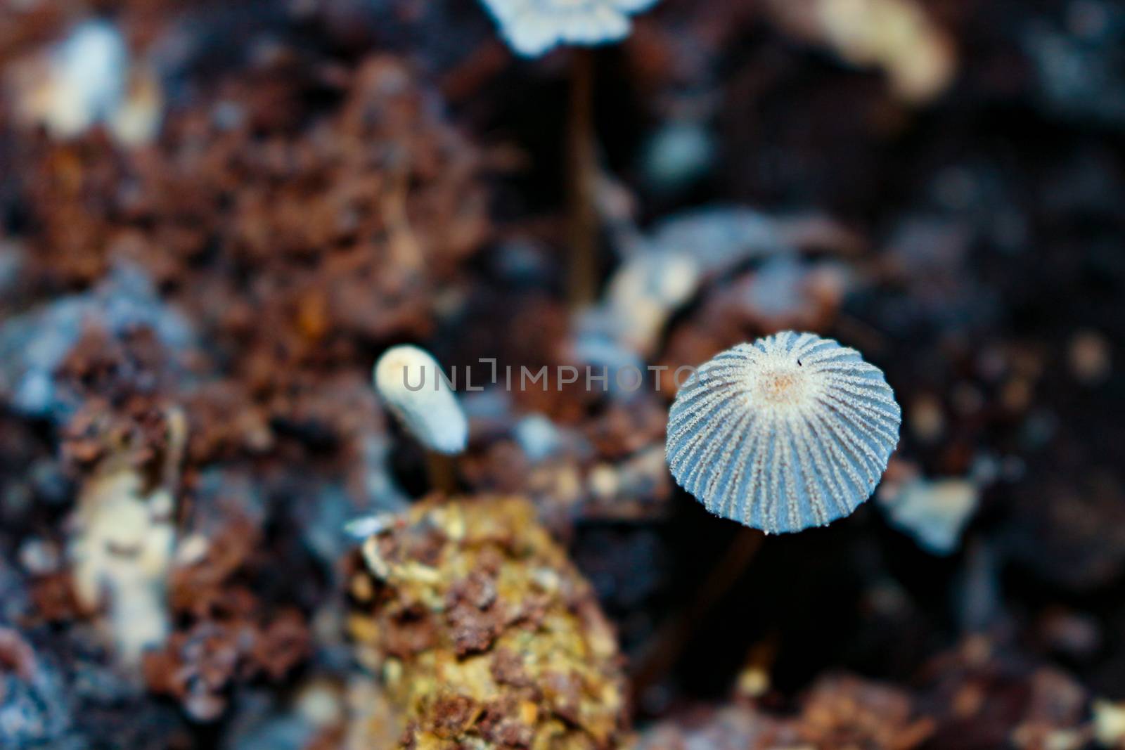 parasola auricoma mushrooms in the compost bin where they help d by mynewturtle1