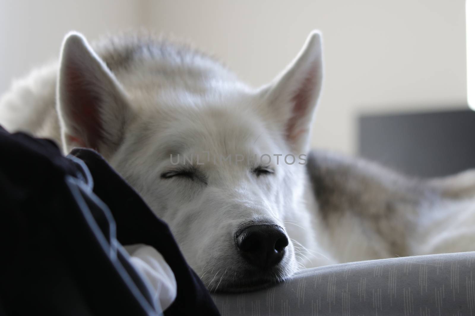 A husky is caught sleeping indoors bathing in the sunlight.. by mynewturtle1