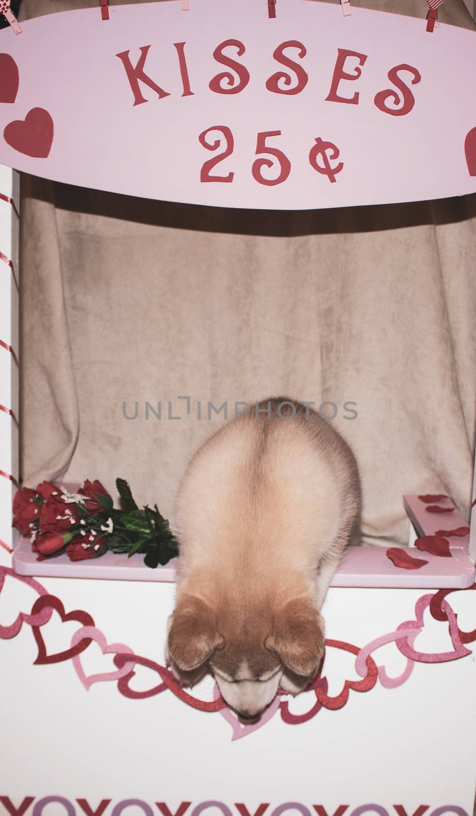 Valentine's day husky puppy with a big red heart and a single red rose on a black background..