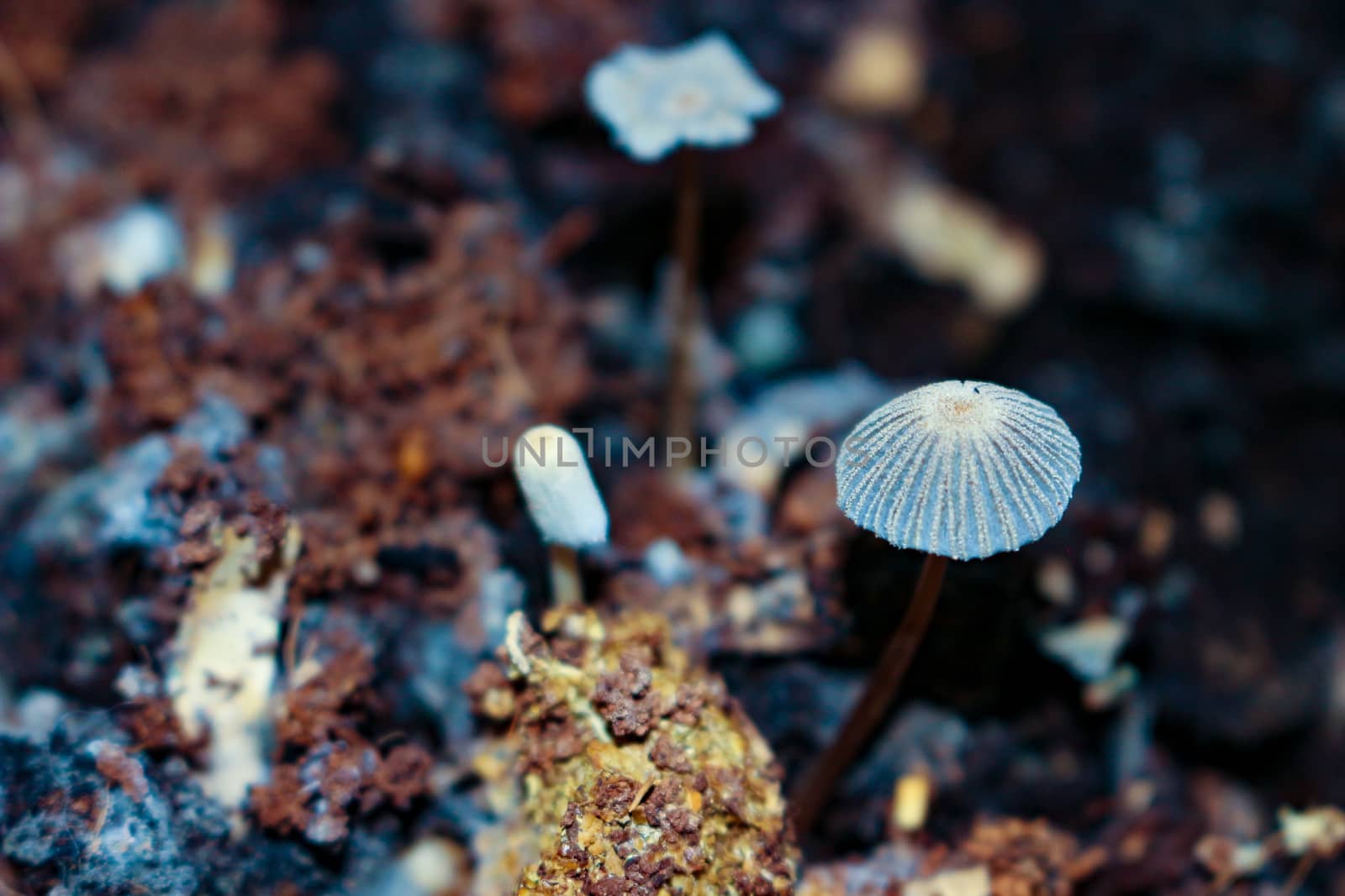 parasola auricoma mushrooms in the compost bin