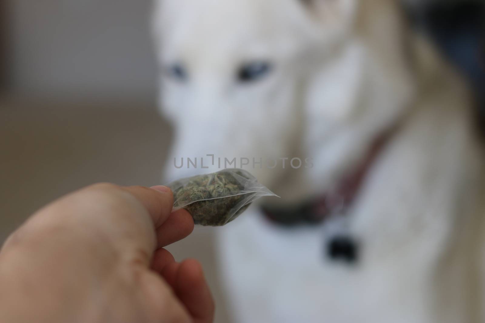 Holding a bag of marijuana in front of a husky dog. Theme of dog and cannabis usage.