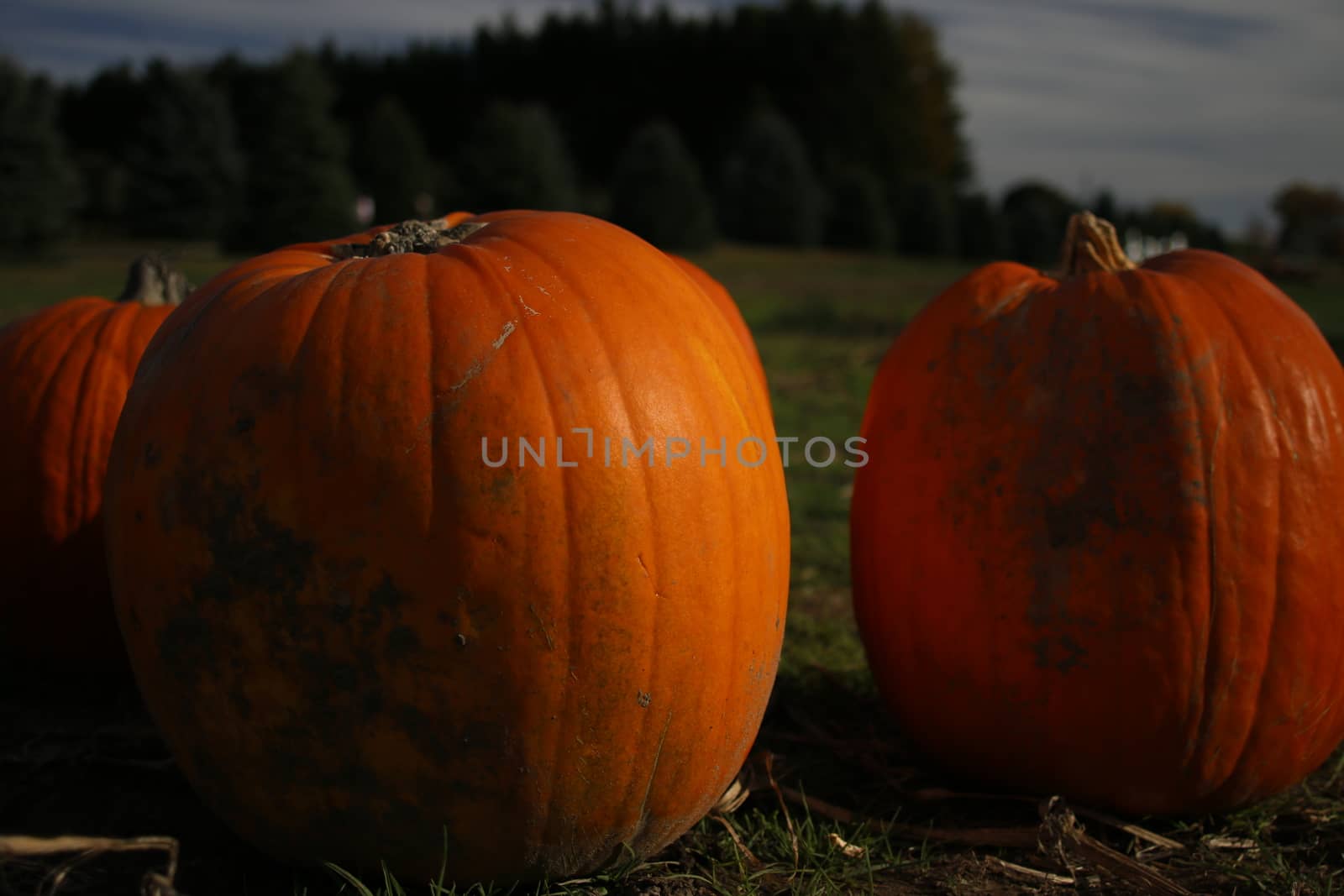 orange pumpkins at outdoor farmer market. pumpkin patch. Copy space for your text by mynewturtle1