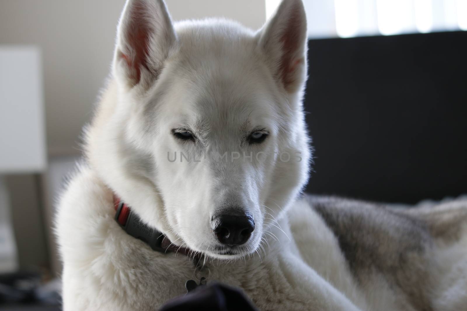 Gray Adult Siberian Husky Dog (Sibirsky husky) sleeping in his bed.