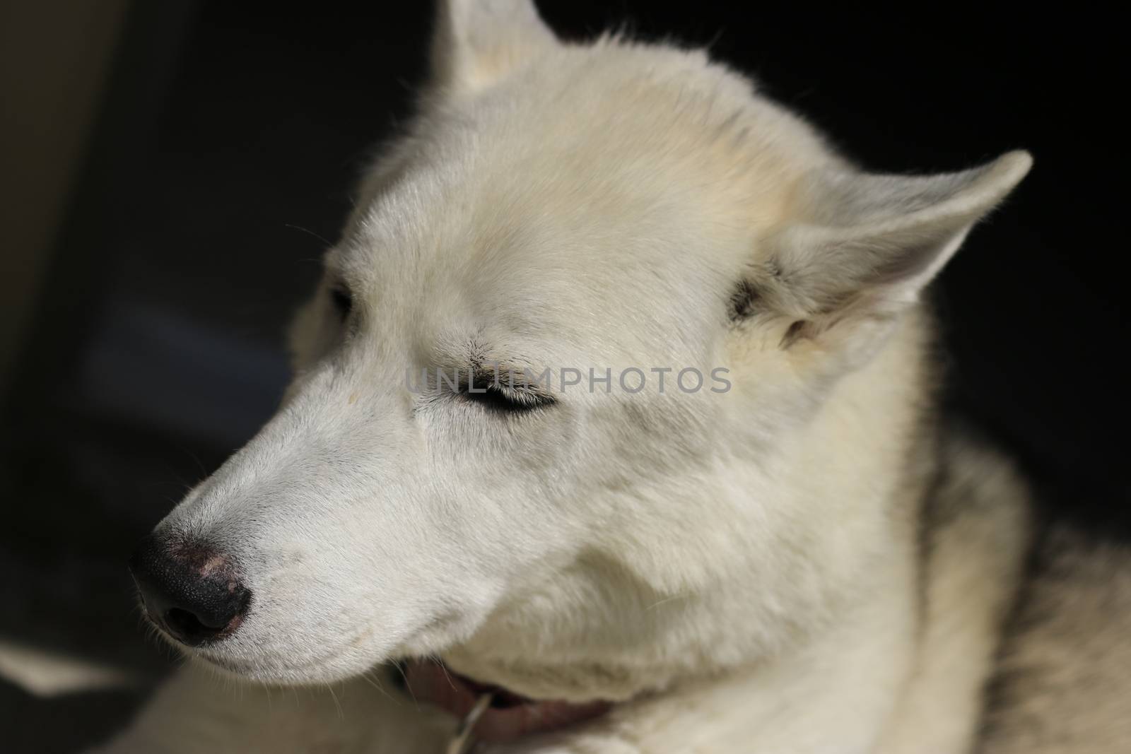 Close-Up Shot Of Husky Dog by mynewturtle1