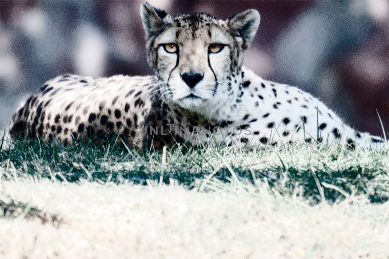 digital manipulated photo of a cheetah by mynewturtle1