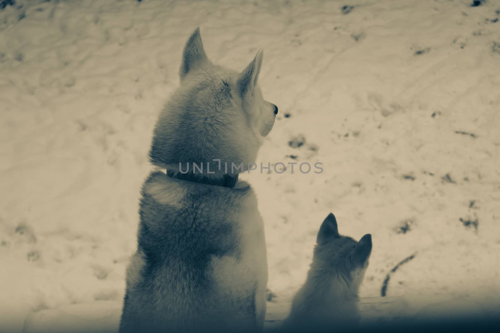 Two siberian husky dogs closeup portrait