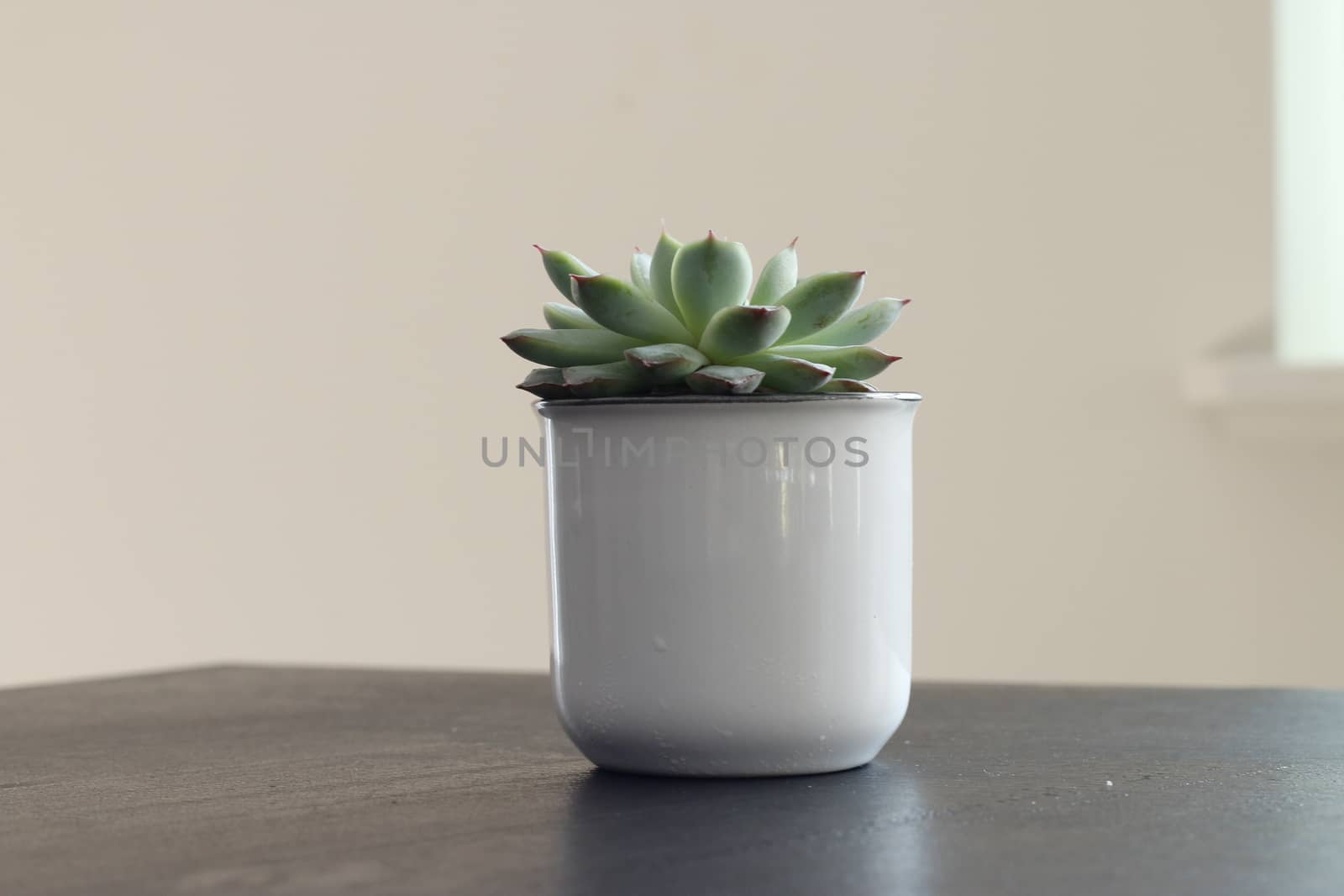 Group of various indoor cacti and succulent plants in pots isolated on a white background. by mynewturtle1