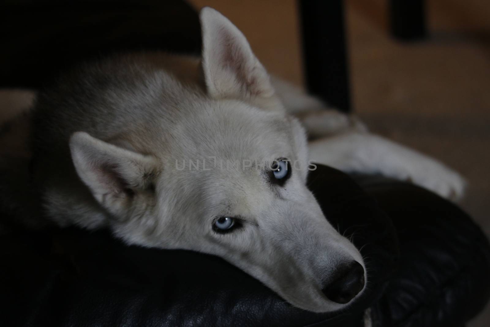 Siberian husky dog isolated on gray. Portrait confused funny sled-dog with blue eyes and with pressed ears. Siberian husky dog isolated on gray. Portrait.