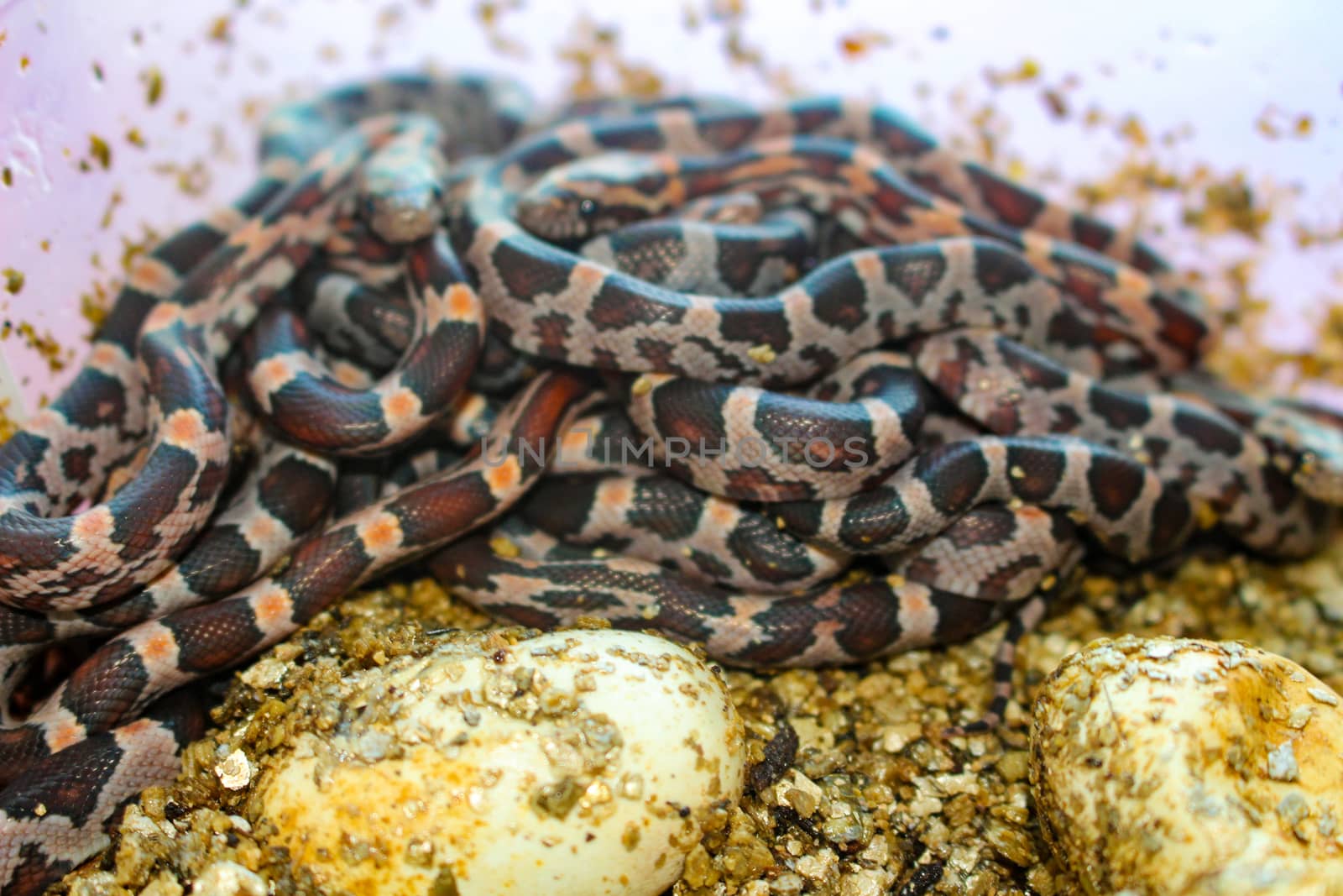 Pile of baby corn snakes