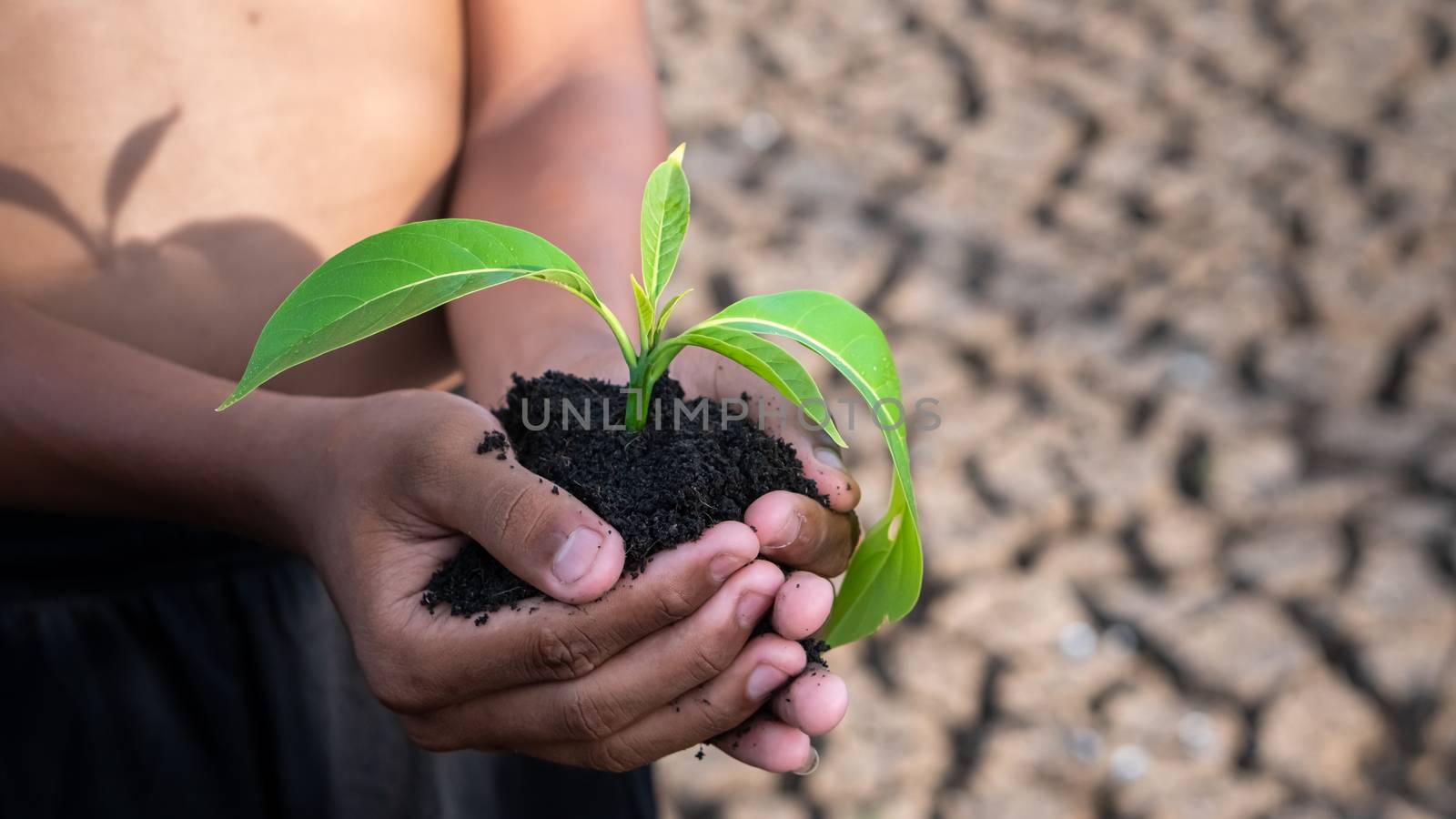 Hands holding a tree growing on cracked ground. global warming theme human hands defending green grass sprout rising from rainless cracked ground. Concept save the world 