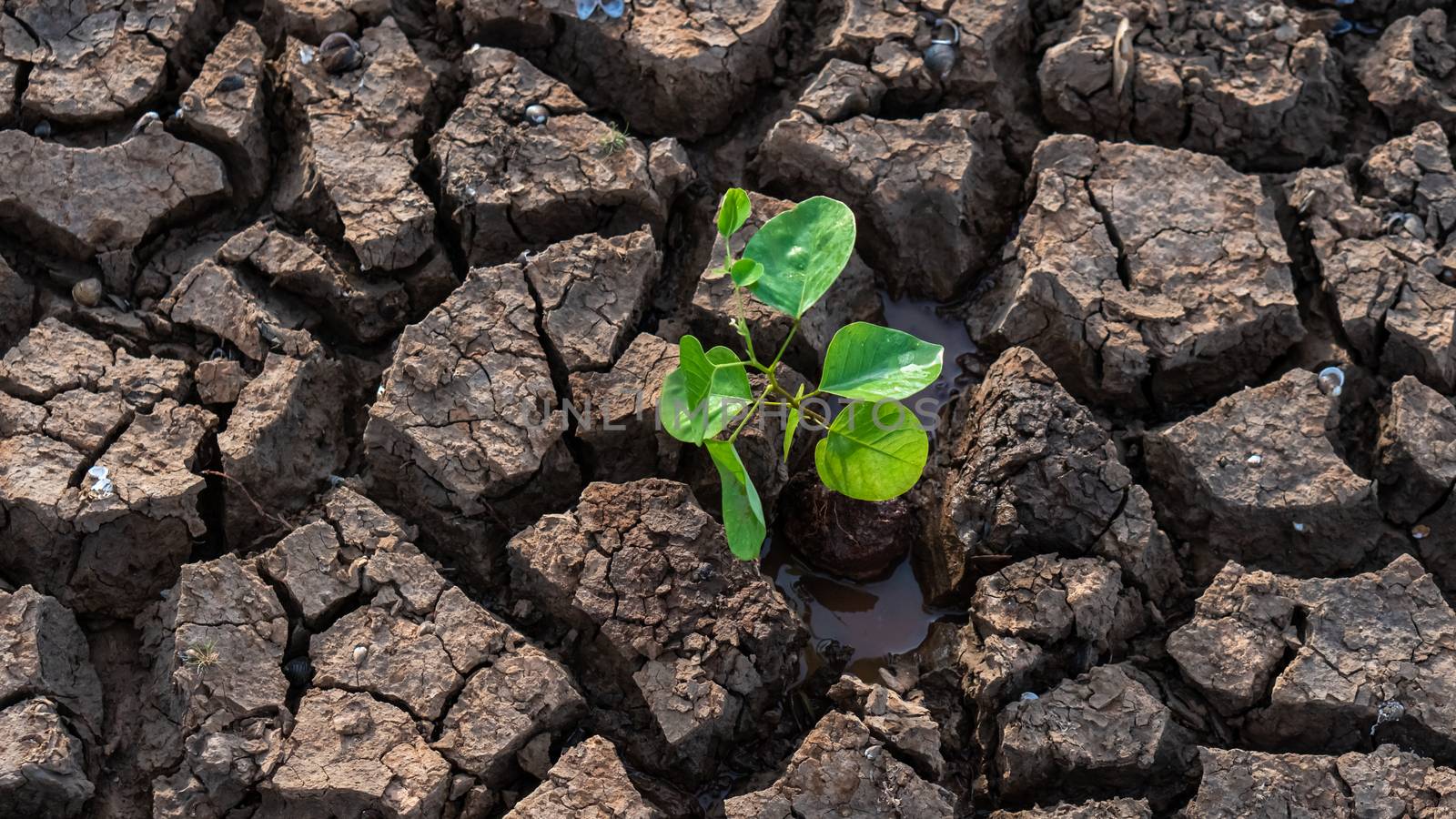 Planting trees in arid ground to protect the environment. Concept for global warming or conservative.