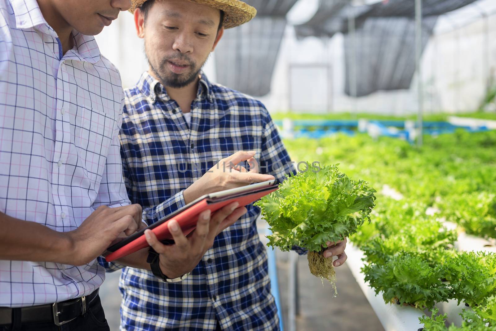 Vegetable farm owners and vegetable quality inspectors are always checking the quality of vegetables on the farm to be non-toxic and fresh.