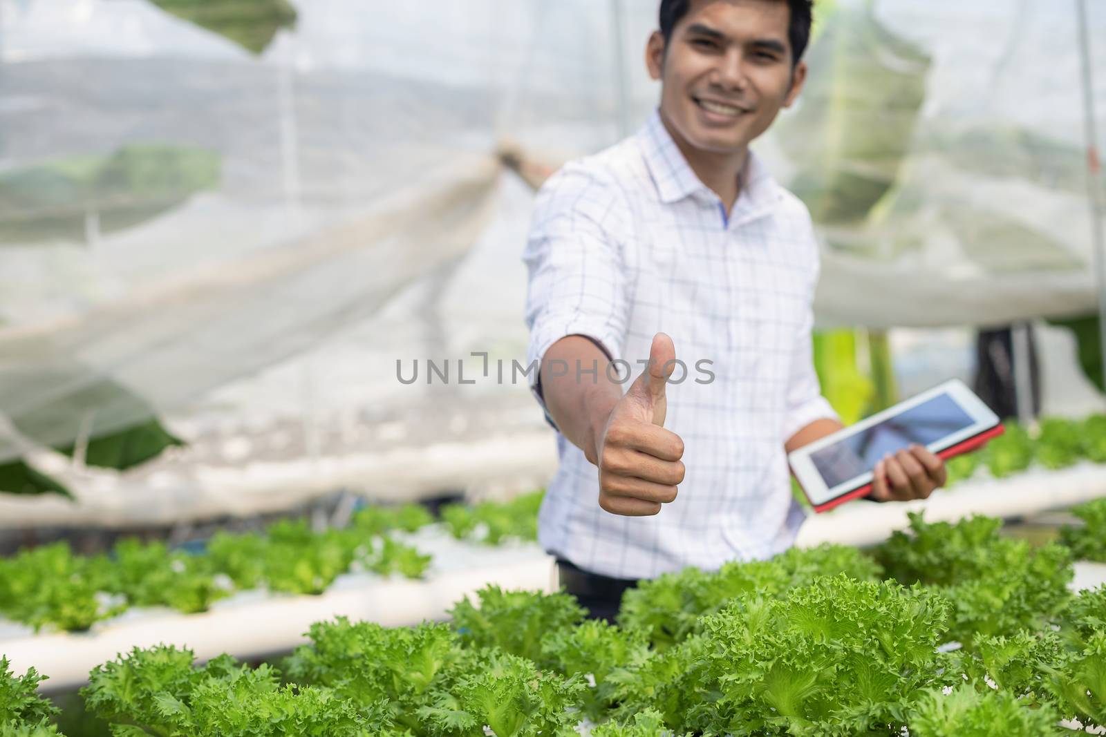 Vegetable farm owners and vegetable quality inspectors are always checking the quality of vegetables on the farm to be non-toxic and fresh.