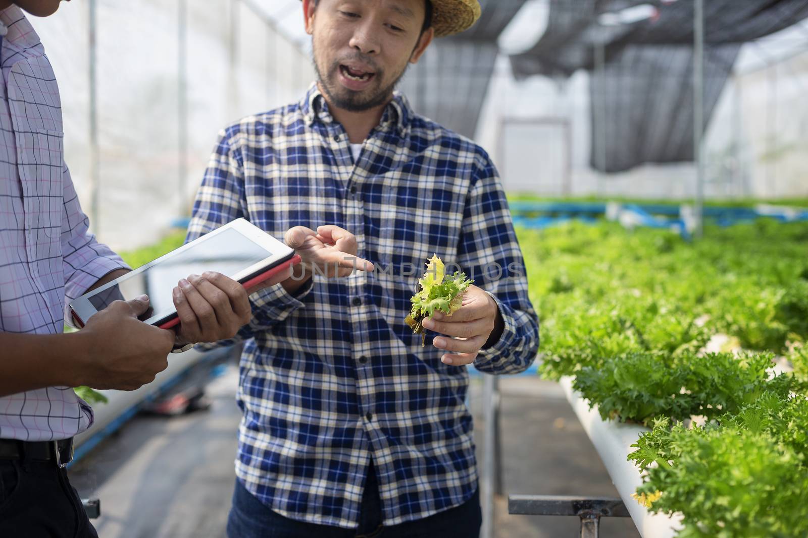 Vegetable farm owners and vegetable quality inspectors are always checking the quality of vegetables on the farm to be non-toxic and fresh.