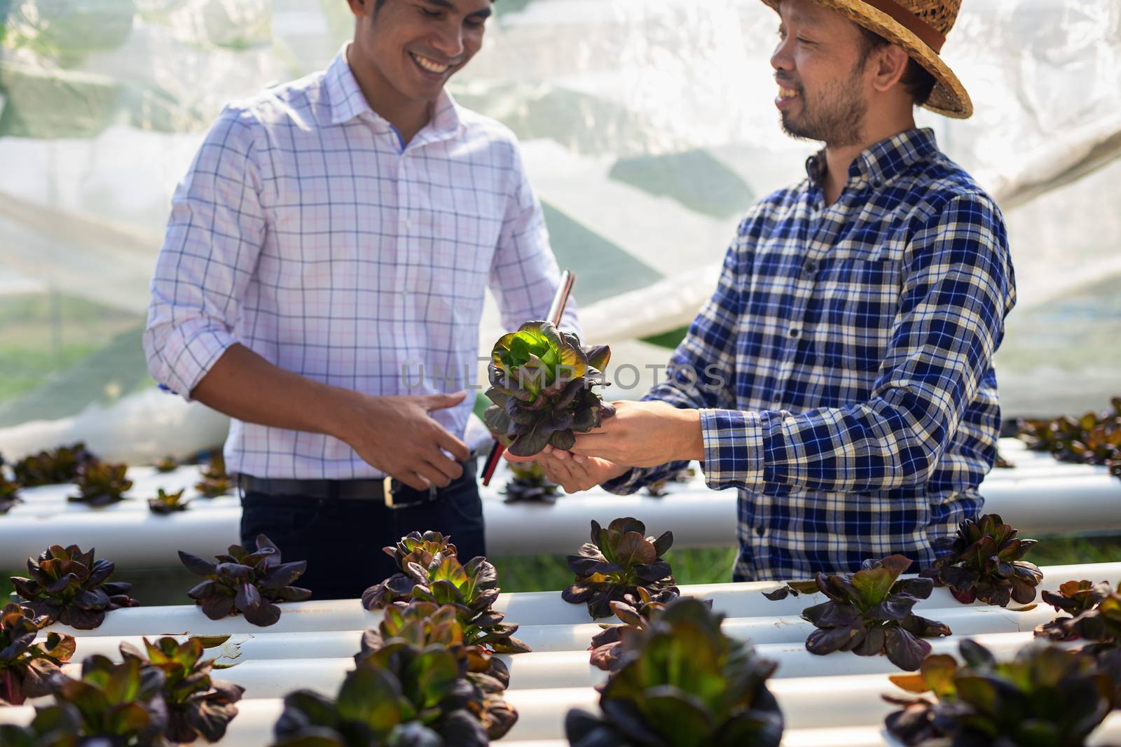 Vegetable farm owners and vegetable quality inspectors are always checking the quality of vegetables on the farm to be non-toxic and fresh.