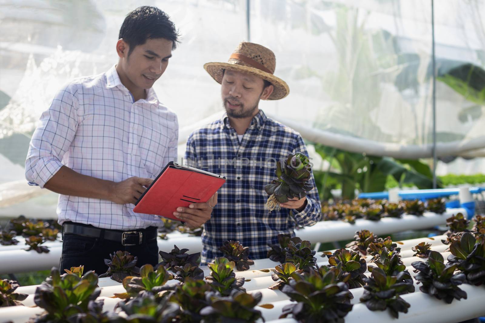 Vegetable farm owners and vegetable quality inspectors are always checking the quality of vegetables on the farm to be non-toxic and fresh.