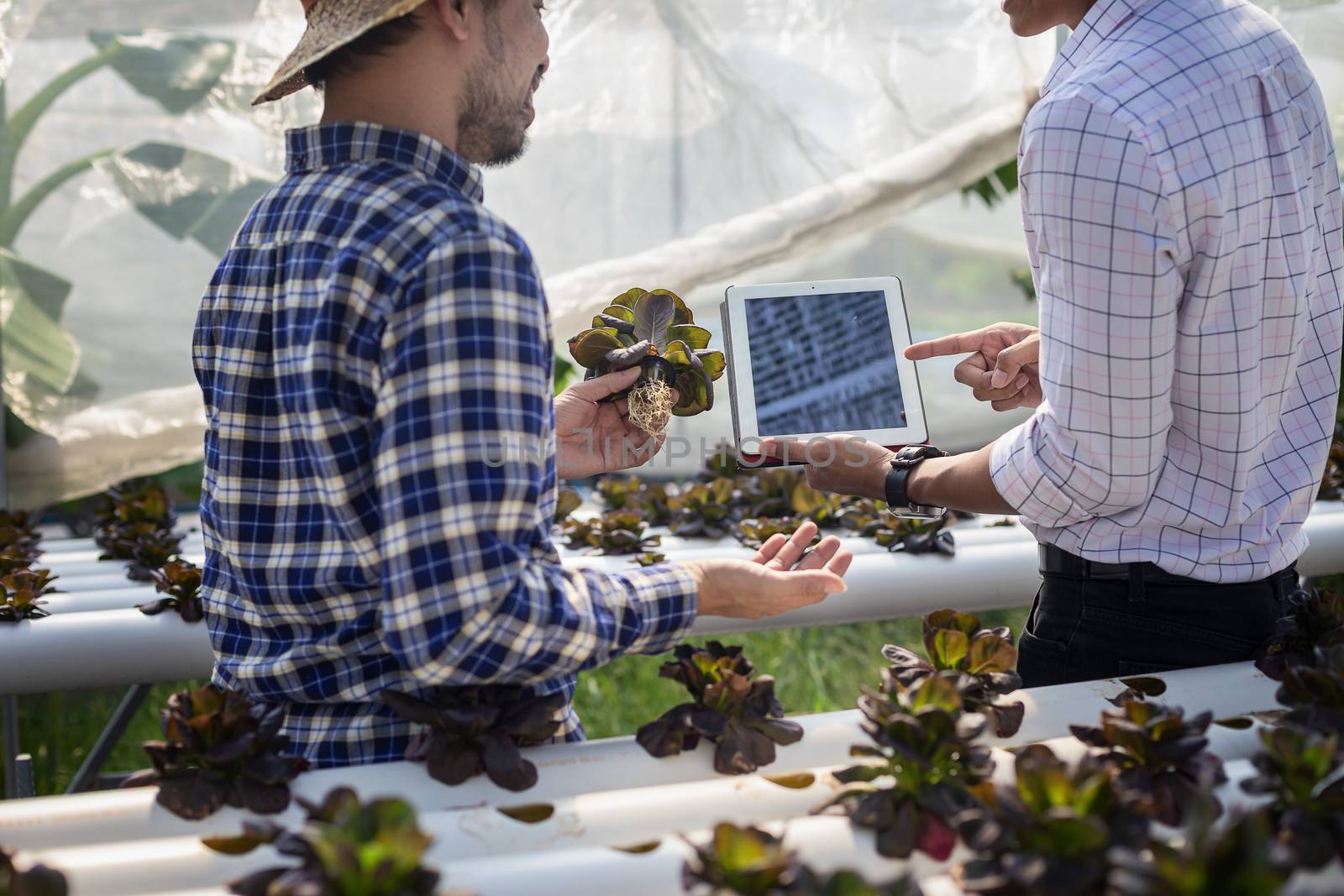 Vegetable farm owners and vegetable quality inspectors are always checking the quality of vegetables on the farm to be non-toxic and fresh.