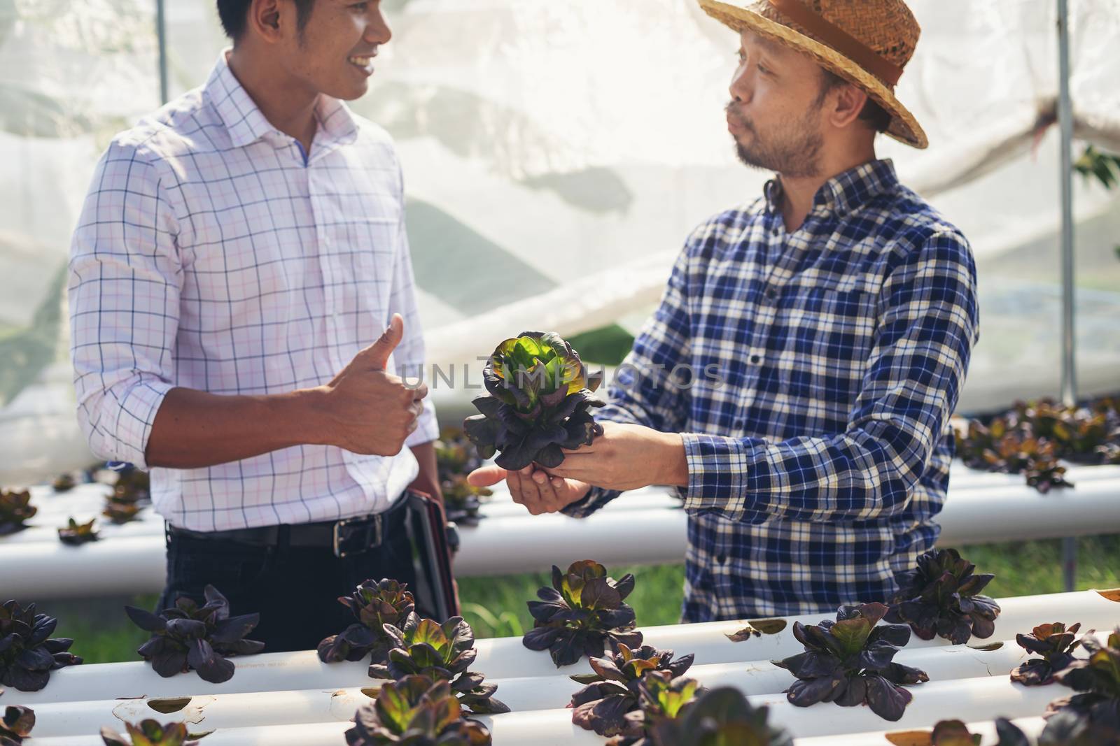 Vegetable farm owners and vegetable quality inspectors are always checking the quality of vegetables on the farm to be non-toxic and fresh.