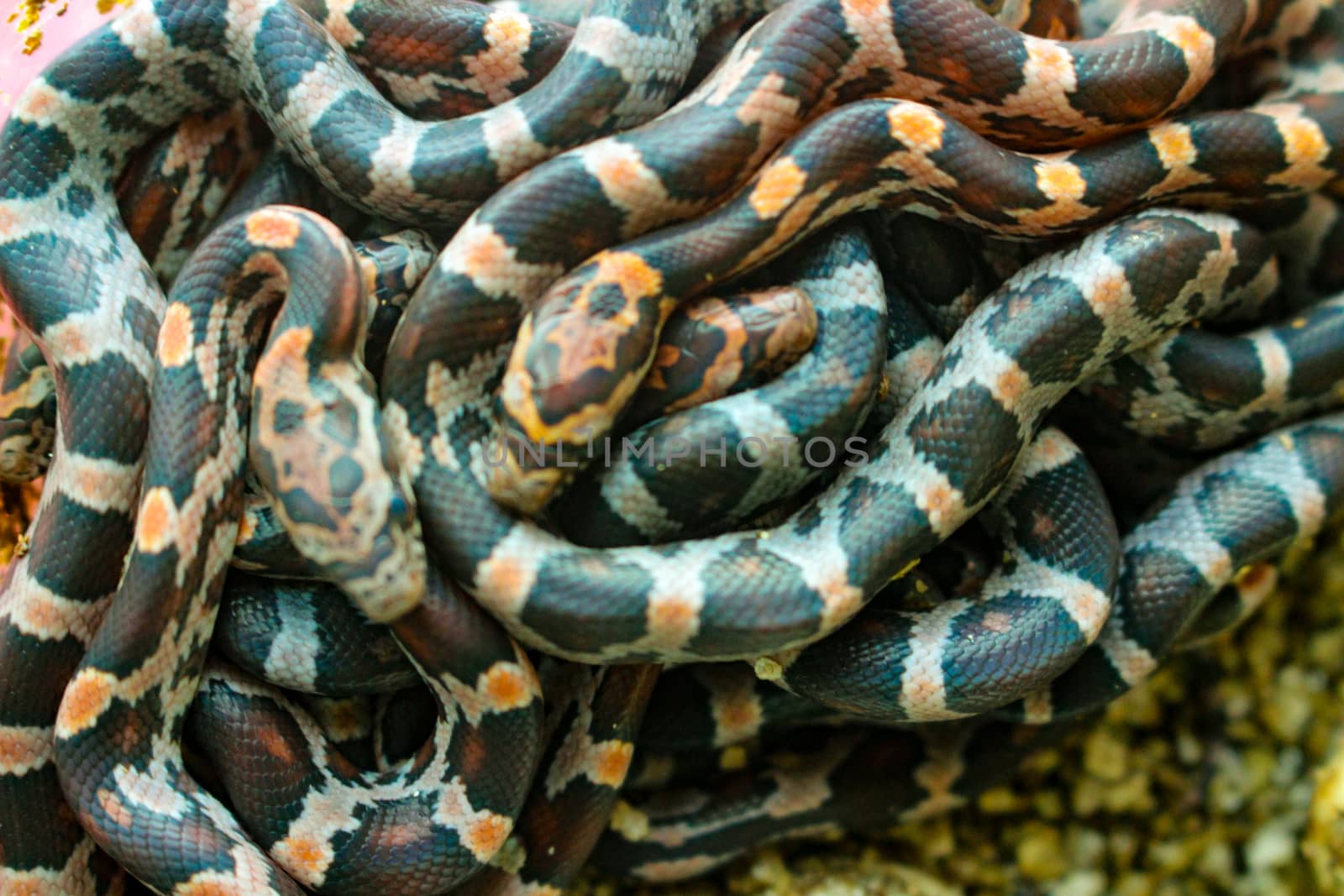 Pile of baby corn snakes