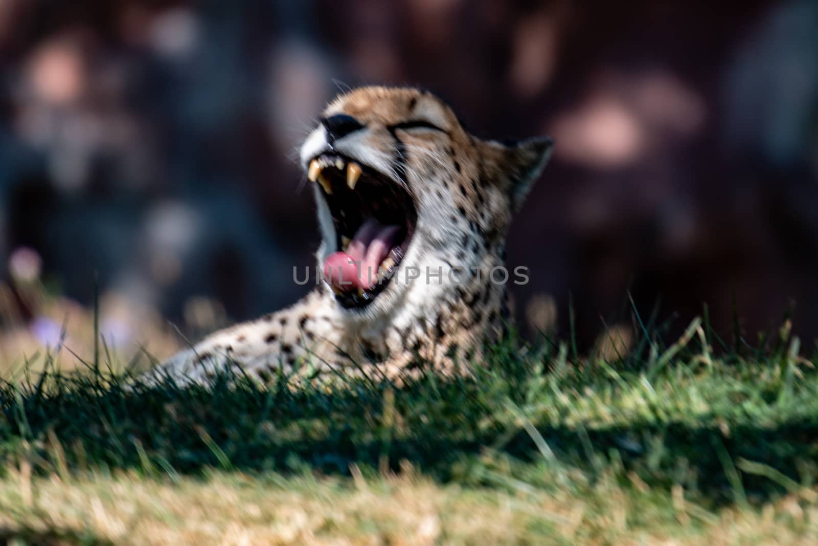 Cheetah face, Acinonyx jubatus, detail close-up portrait of wild cat. Fastest mammal on the land, Etosha NP, Namibia. Wildlife. Scene from African nature. by mynewturtle1
