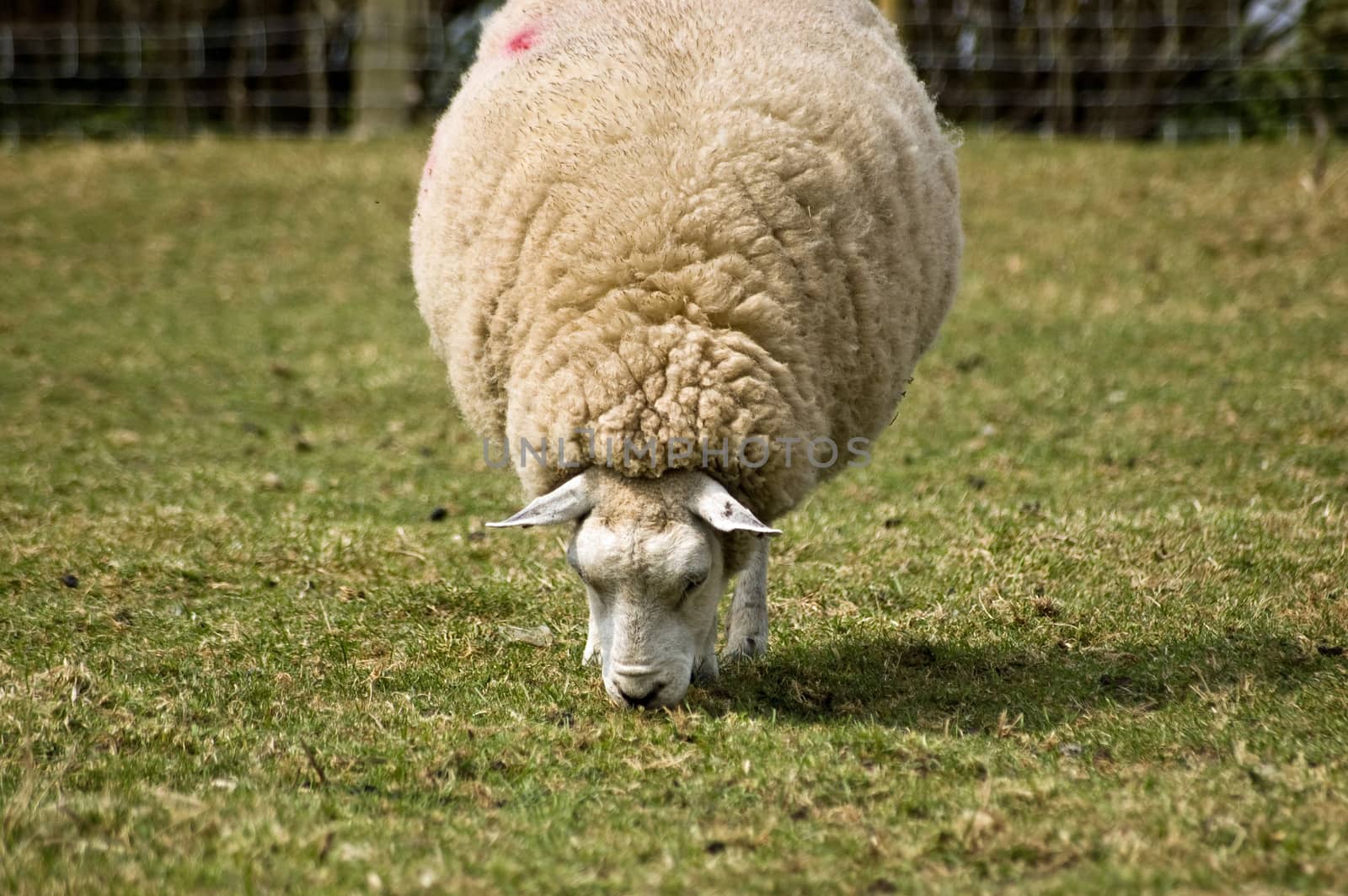 Sheep grazing by BasPhoto