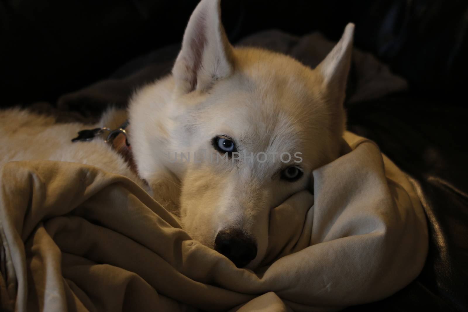 Husky Malamute Puppy Lying, Panting, Isolated On White by mynewturtle1