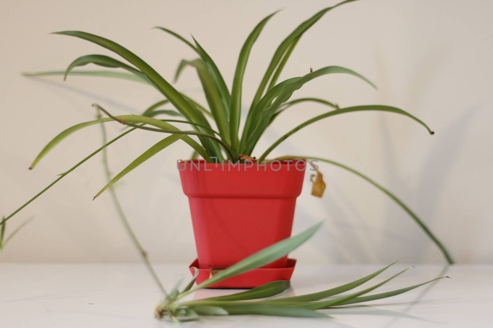 houseplant, Chlorophytum comosum in front of a light wall in a green pot.
