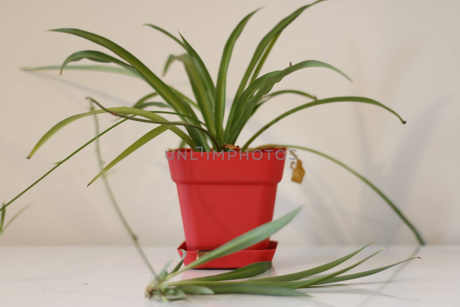 houseplant, Chlorophytum comosum in front of a light wall in a green pot by mynewturtle1