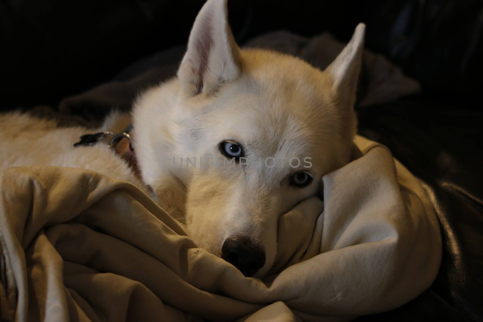 Husky Malamute Puppy Lying, Panting, Isolated On White.