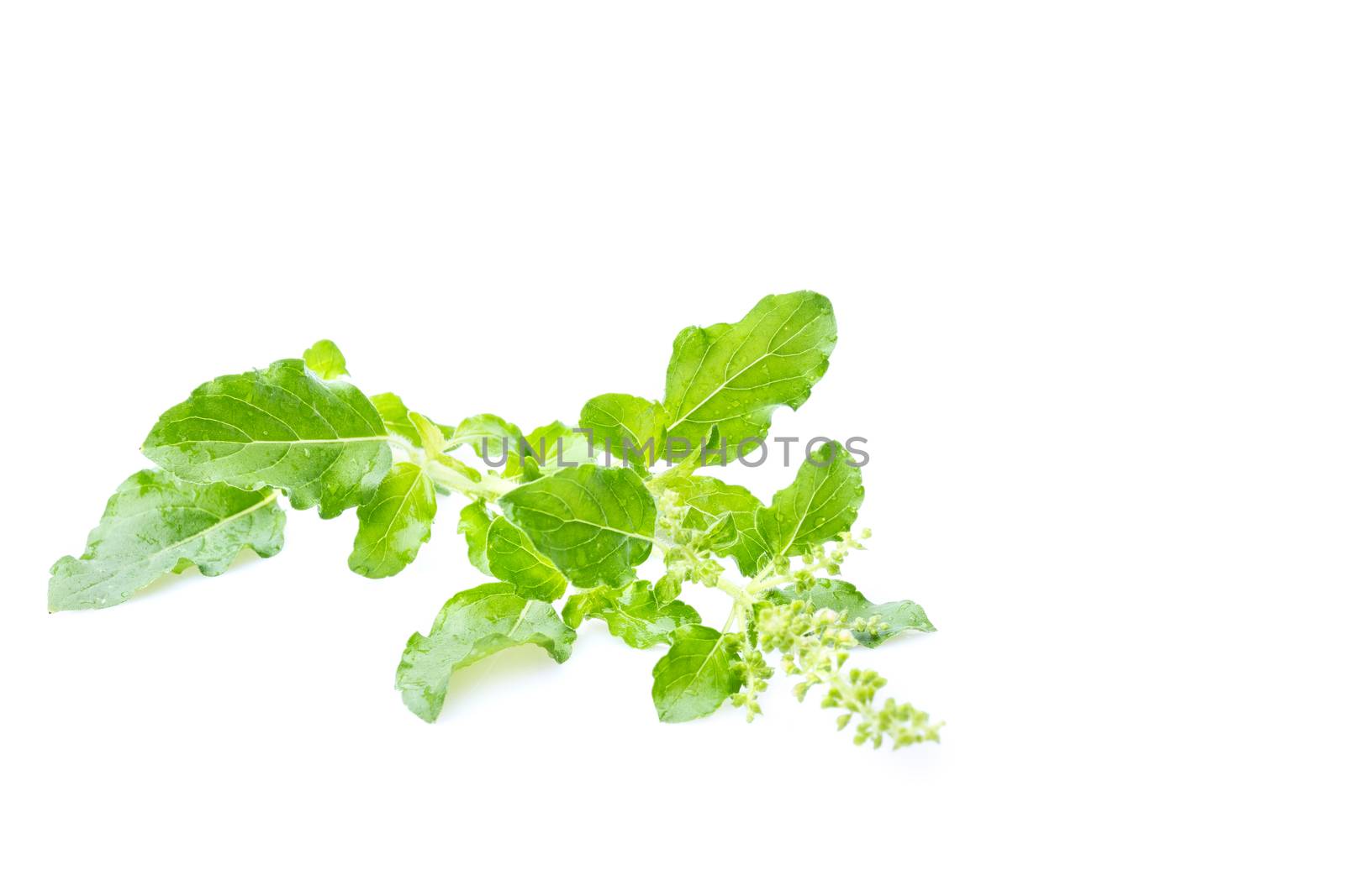 Fresh holy basil with water droplets isolate on white background