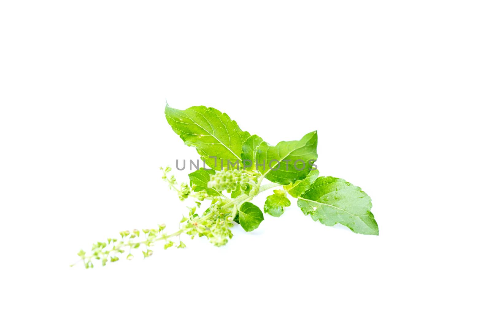 Fresh holy basil with water droplets isolate on white background