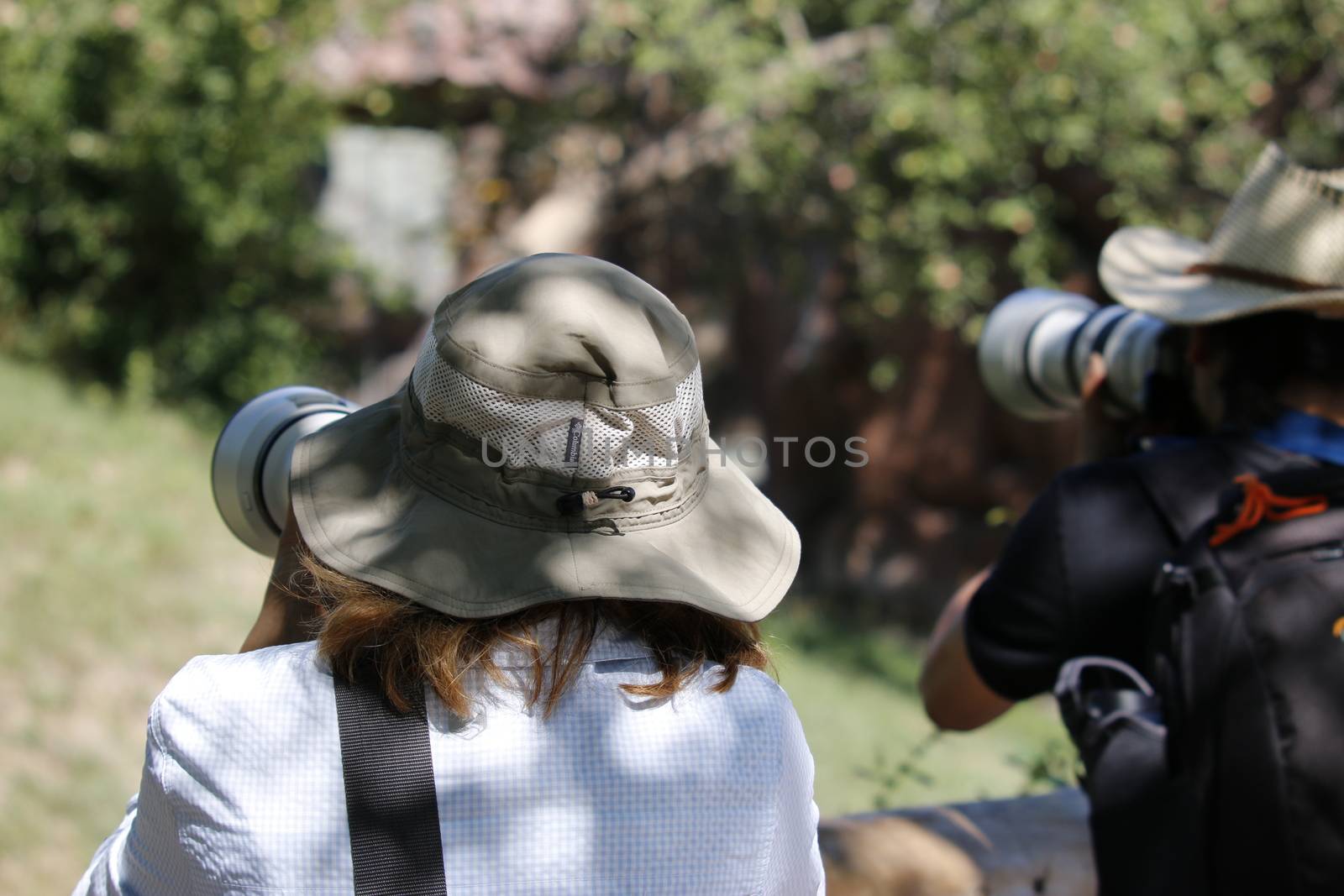 August 24 2019, Toronto Canada: Editorial photograph of Safari tourist taking pictures of wild animals by mynewturtle1