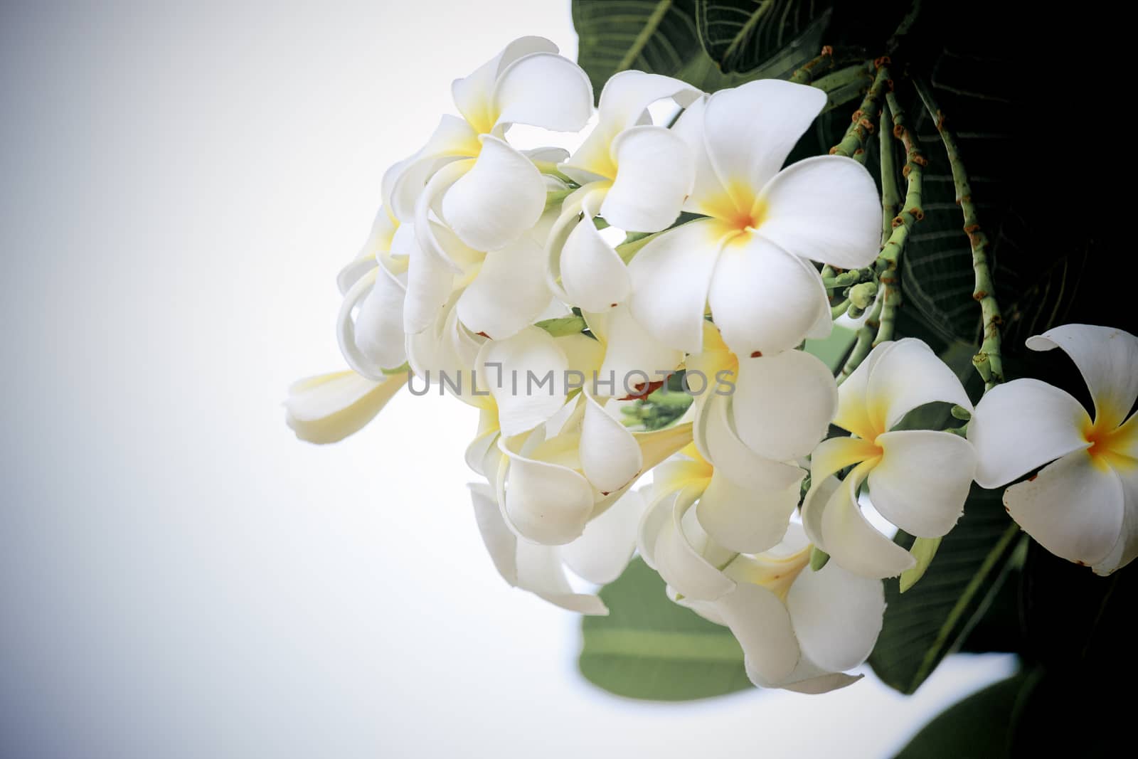 White Plumeria flowers, refreshing and beautiful in nature
