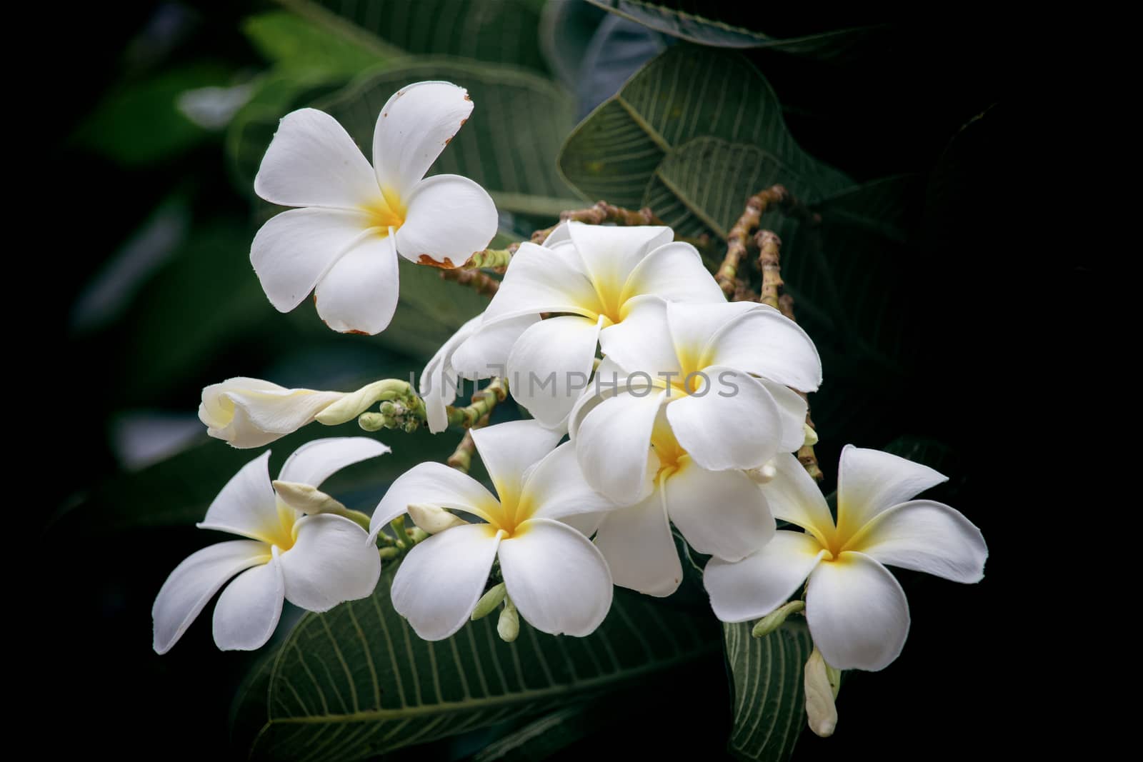 White Plumeria flowers, refreshing and beautiful in nature