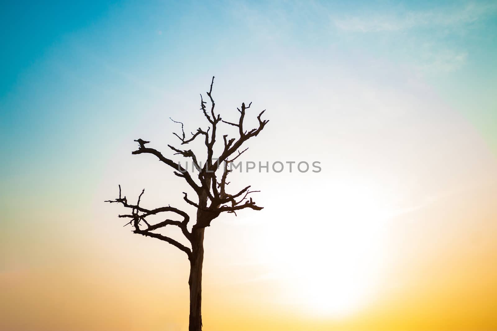 Beautiful shaped trees in the sky at sunrise. by bnmk0819