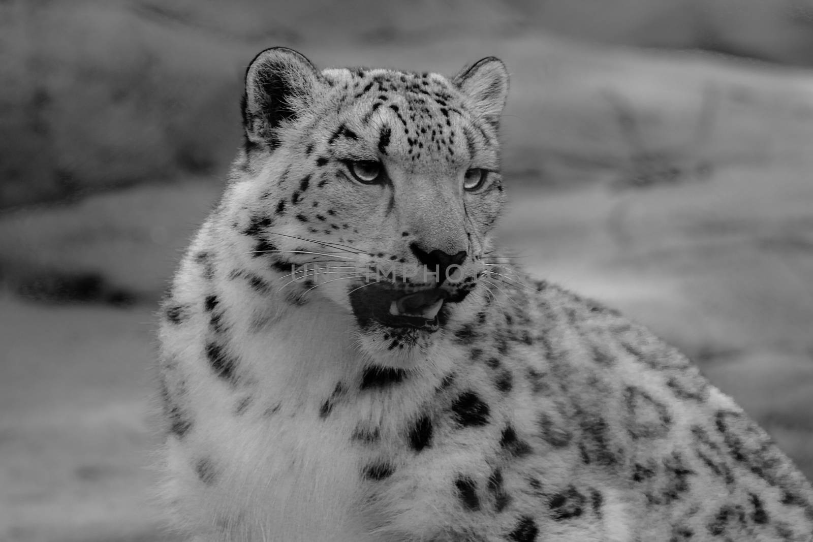 isolated female of snow leopard on white background. by mynewturtle1