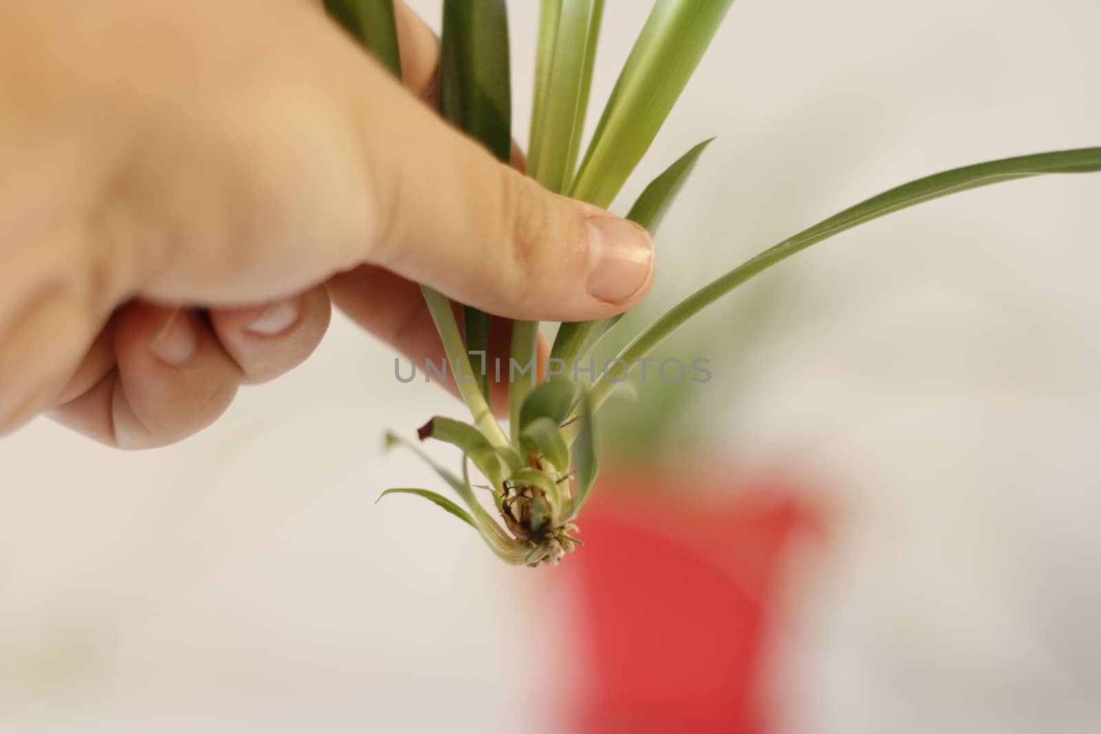 propogating baby spider plant, recently cut off and ready to plant by mynewturtle1