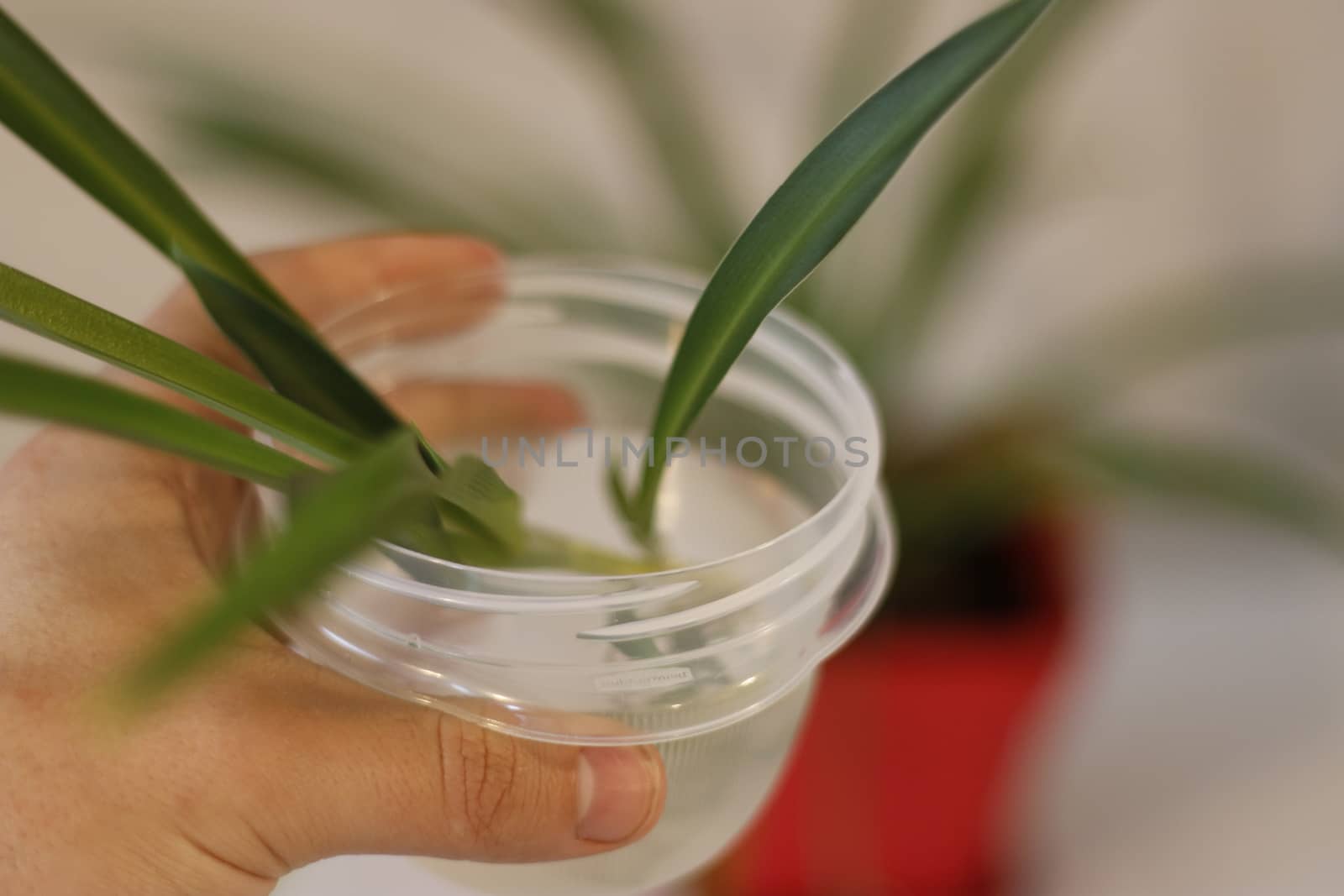 Chlorophytum in white flowerpot on wooden background . Ornamental plants in pot /Variegatum,comosum. Spider Plant. Closeup by mynewturtle1