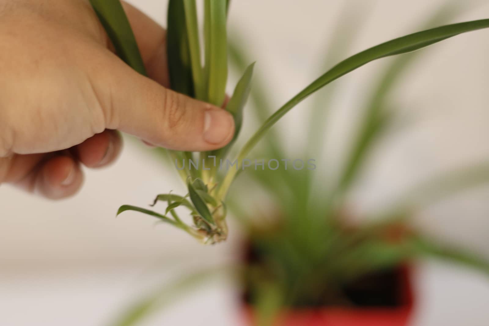 propogating baby spider plant, recently cut off and ready to plant.