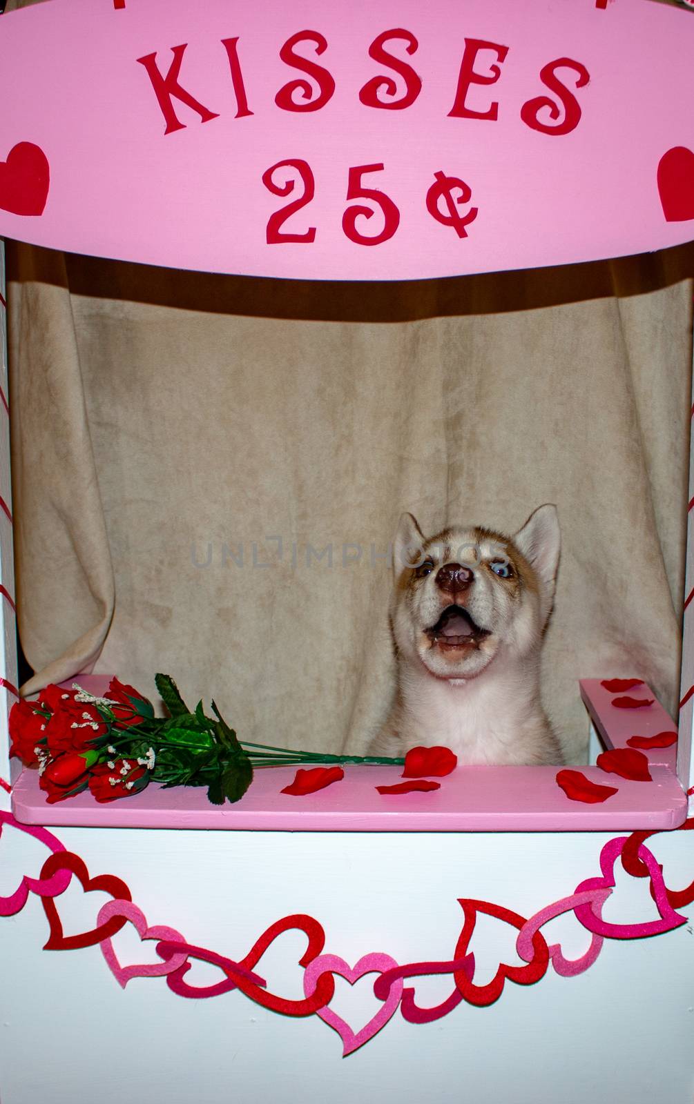 Siberian husky Dog in a Kissing Booth. Theme of valentines day and dog humour. great for concepts by mynewturtle1