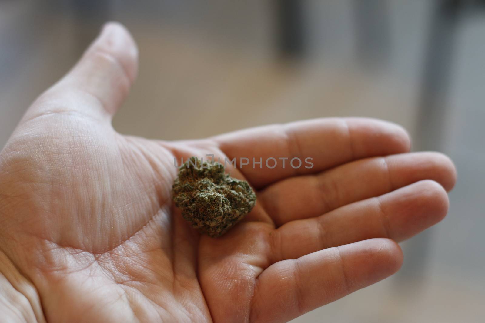 marijuana buds in hand. This is a large bud. 