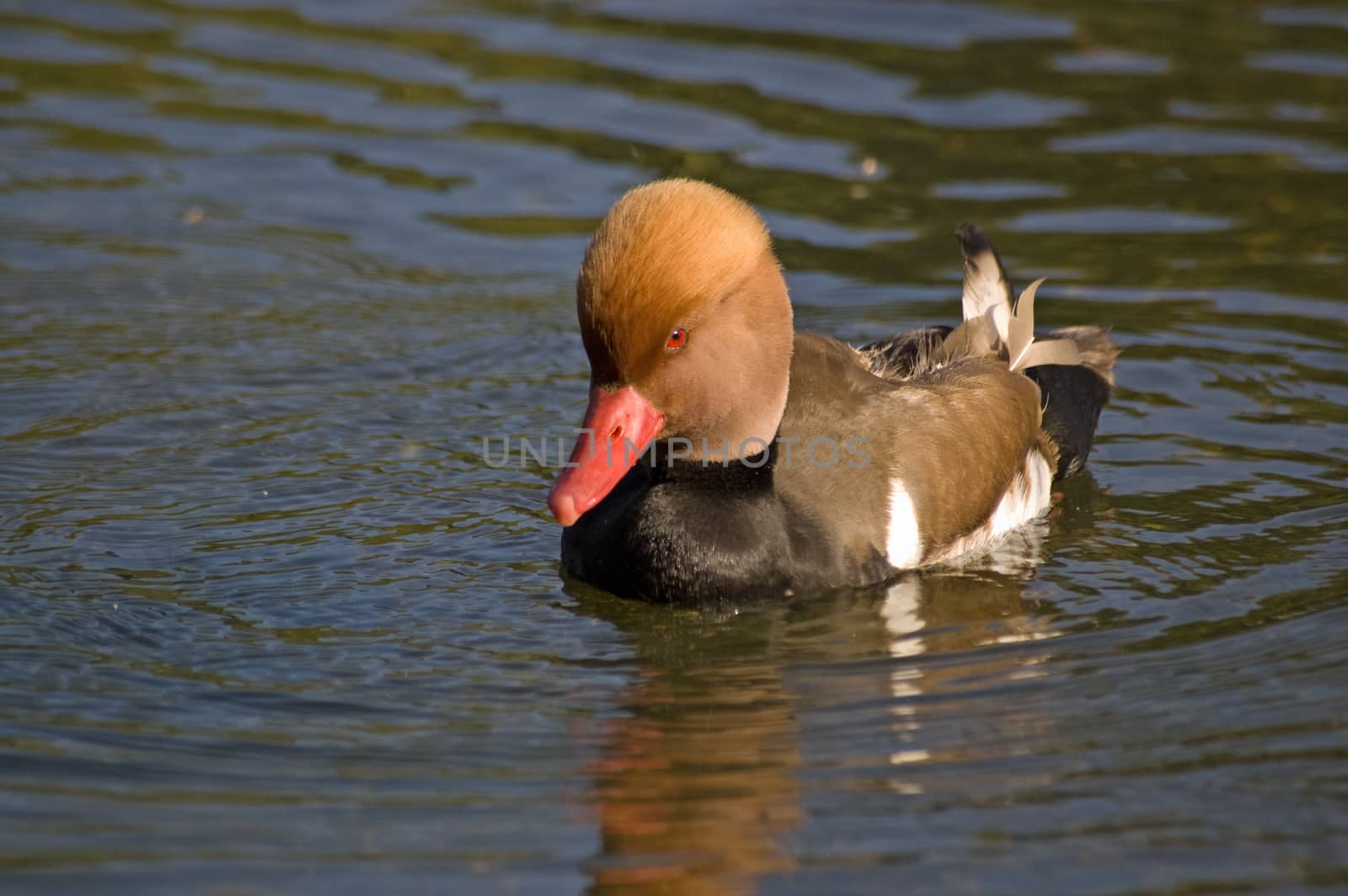 A Red Crested Pochard duck, latin name 'Netta rufina' swimming on a pond.