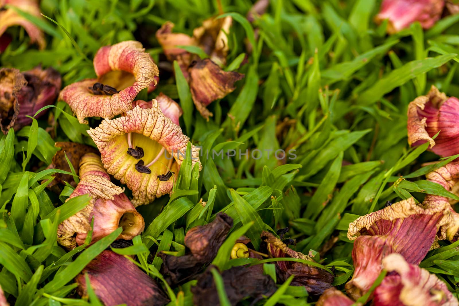 Fallen flower or petal on green grass in park.